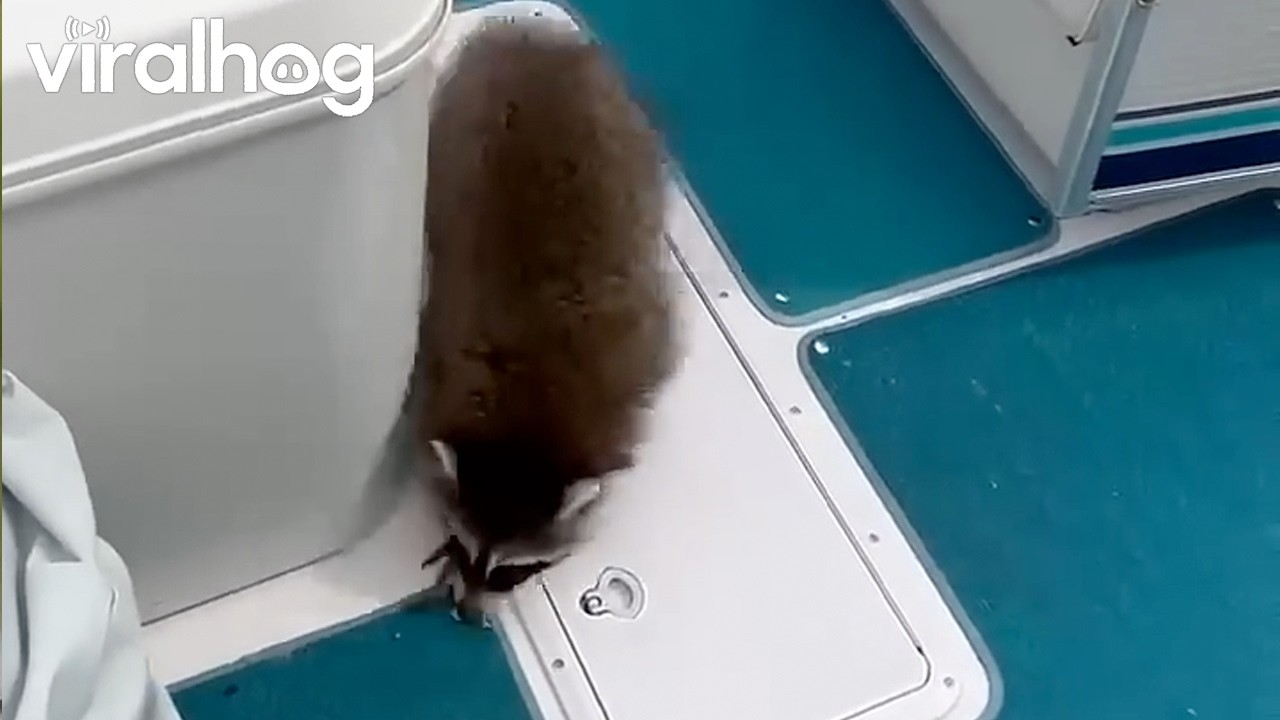 Angry Raccoon Stowaway Crashes Family Boat Trip || ViralHog