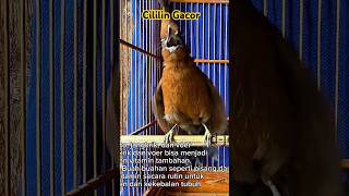 Download lagu cililin gacor panjang suara jernih #cililingacor #cililin #cililinjernih mp3