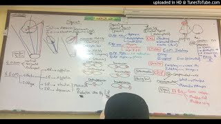 26) Dr. Wael Salah EOM ,apparent and latent squint