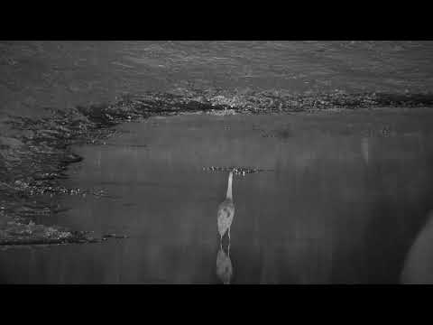 Djuma: Grey Heron - 18:55 - 09/10/21