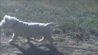 Russell Watson: "Miserere"