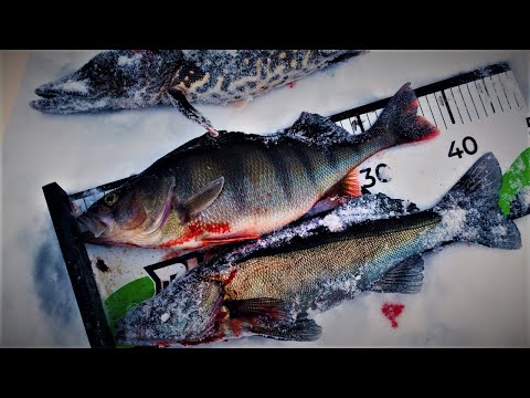 NELJÄN PILKKIPÄIVÄN RAPORTTI | KUHAA, AHVENTA JA HAUKEA NOUSEE...