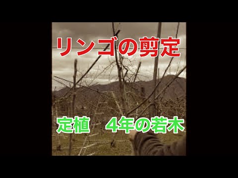 大きなリンゴをたくさん収穫するには、いつ、どのようにリンゴの木を剪定すればよいでしょうか？完全ガイド！  庭園