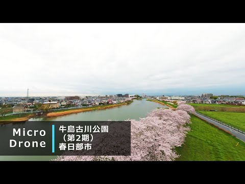 令和6年4月 春日部市 牛島古川公園（第2期）桜並木 ドローン撮影