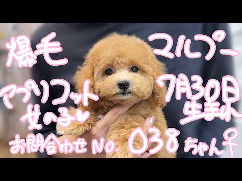 YouTube動画のサムネイル