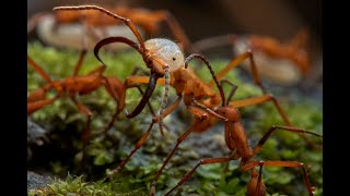 Army Ants vs Big-Headed Ants in the Amazon Rainforest