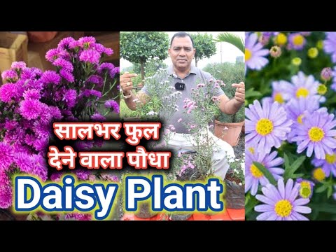 , title : 'Daisy Plant सालभर फुल देने वाला पौधा|| डेजी का पौधा ||'