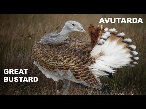 AVUTARDA | GREAT BUSTARD | Otis tarda
