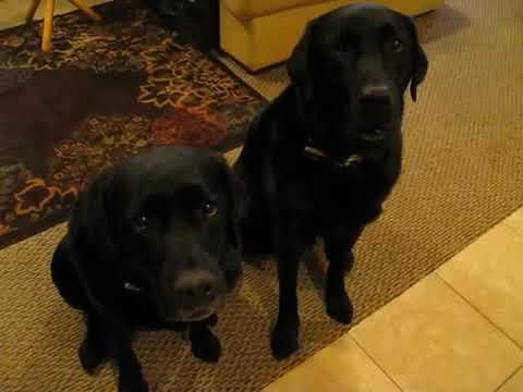 Funny Dog snitches on sibling.  Who stole the cookie? www.barkbadges.com