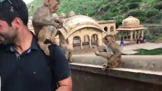 preview picture of video 'Monkey temple sightseeing in Jaipur with Rajasthan discovery private day tour'