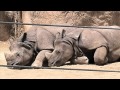 Trip To The San Diego Zoo