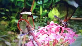 *Marisa Monte - Borboleta~~*