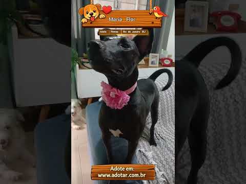 Vídeo de Maria Flor