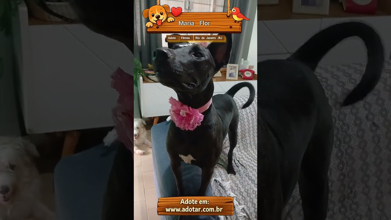 Cachorro raça SRD-ViraLata idade 2 anos nome Maria Flor
