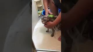 お風呂のらに today's my kitty