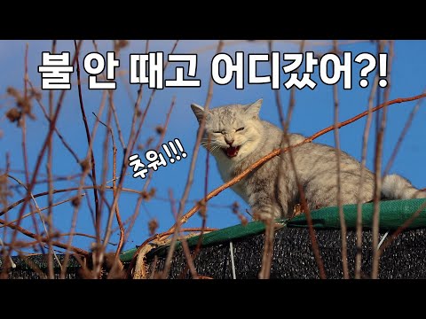 매서운 겨울 바람에도 따뜻한 아궁이와 구들장이 있어 든든한 산골짜기 고양이들
