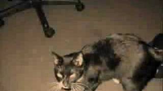 Alexisonfire - Sharks and Danger