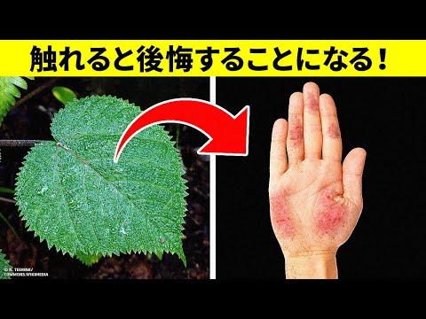 光毒性のある植物:触らないように注意してください。 自然と動物