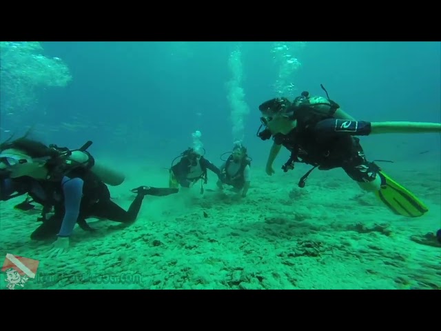 Hawaiian green sea turtle gliding over coral reef near Waikiki, Honolulu