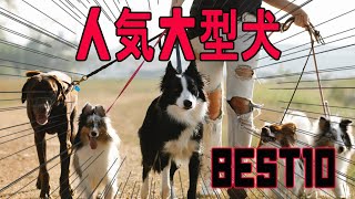 大型犬人気ベスト10　Large dog popular top 10