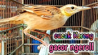 Download lagu burung cica koreng gacor nembak khas || masteran top yang tampil beda @Kicaumaniabird mp3