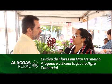 Cultivo de Flores em Mar Vermelho Alagoas e a Exportação no Agro Comercial