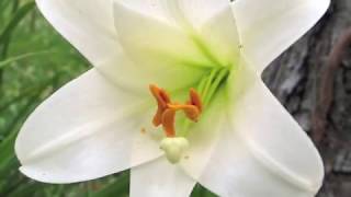 Haydn&#39;s Creation (&quot;Let every creature hail the morn&quot;)