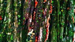 Johannes Heil - Doctrine of Creation