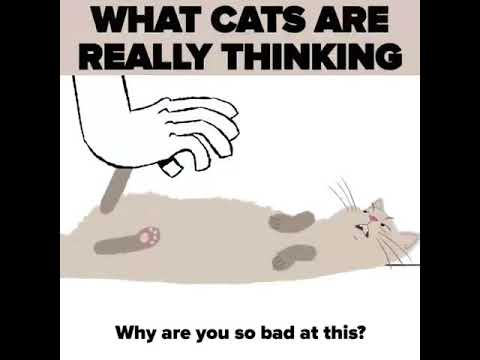 What cats are really thinking
