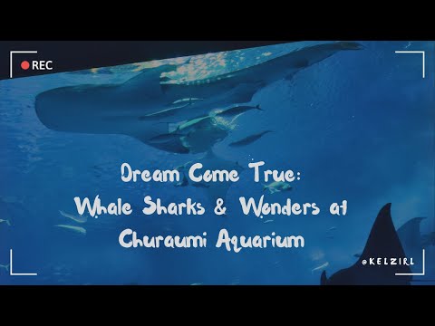 Dream Come True: Whale Sharks & Wonders at Churaumi Aquarium