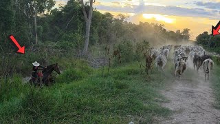 RETIRAMOS TODO O GADO DA NOSSA FAZENDA! Vendemos?