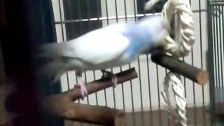 セキセイインコの鳴き声 私の飼っているセキセイインコなのですが よく変な Okwave