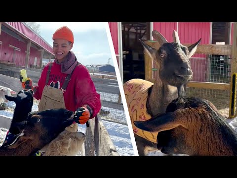 How An Ex-dairy Farm Worker Saved Her Goat Friends From Slaughter
