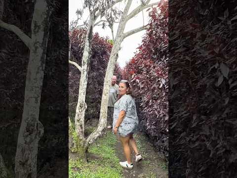 Entré a este laberinto en el Quindío… y casi no salgo 😳#ejecafetero #turismocolombia