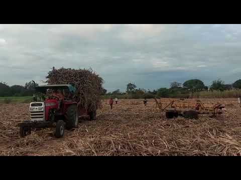 MF 7250 power up with 11 Ton Loaded Sugarcane Trolley