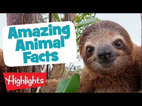 AMAZING ANIMALS | Laugh, Learn and Play | 2020 Compilation | Highlights Kids