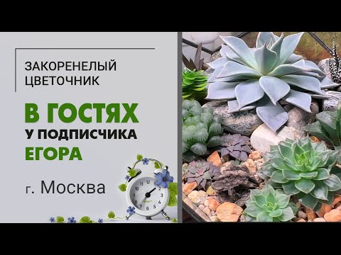 В гостях у Егора, г.  Москва | Потрясающая коллекция комнатных растений. От суккулентов до монстер