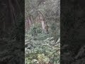Dooars Trakeing Jungle Safari 4