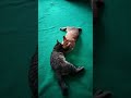 Cat Sweet Shorts Videos Trendingshorts