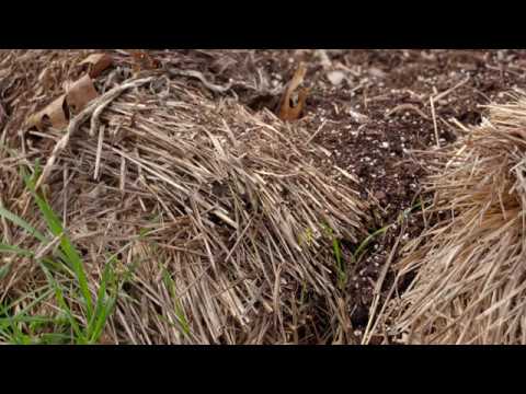 Using Straw Bale in YOUR Garden