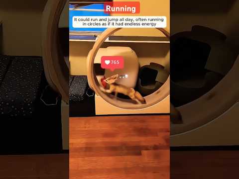 A cute fence fox in their home #shorts #fox #cutfrom #reaction ‎@AnimalLoveStories  part-7