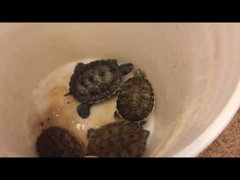 75 gallon turtle tank setup. (Cleaning)