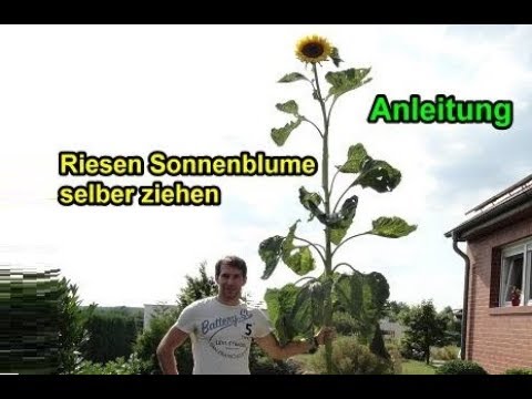 , title : 'Riesen Sonnenblumen selber ziehen / Sonnenblume züchten / pflanzen – Anleitung / Pflege / Infos'