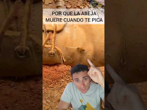 Por qué la abeja MUERE cuando pica.#supervivencia #picadura #sabiasque