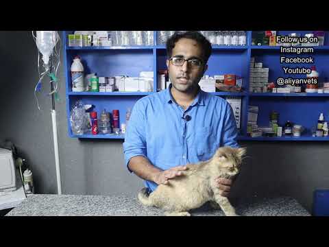 This little cat has brain issues | treatment of Epilepsy in cats | Aliyan Vets