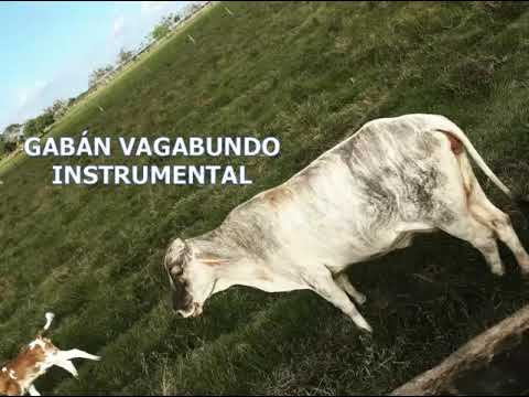 GABAN VAGABUNDO  –  Instrumental  llanero  [Música llanera] 🎵