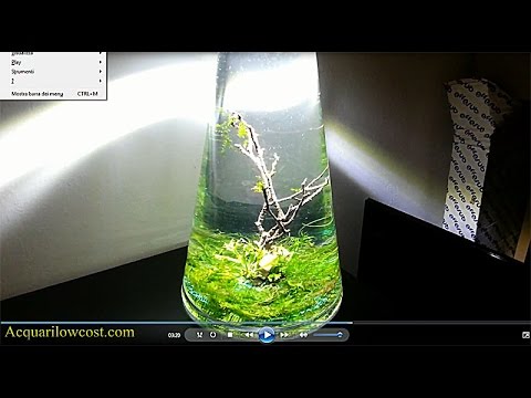 Vaso acquario tutorial step by step - Nano Aquarium Bonsai Tree aquascape