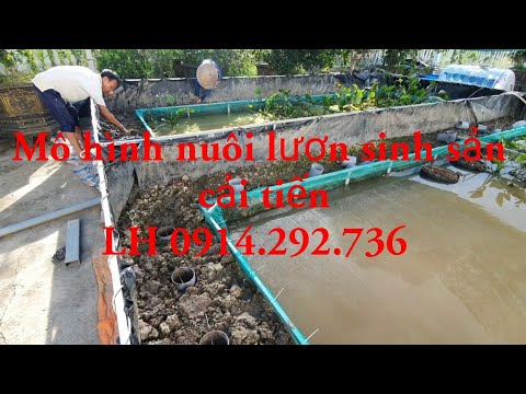 Mô hình nuôi lươn sinh sản cải tiến P1 | 0914.292.736