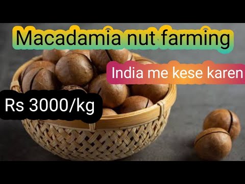 Macadamia nuts plant