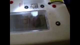 Baby ASIL/ ASEEL Gamefowl Chick Hatched From Egg In Incubator